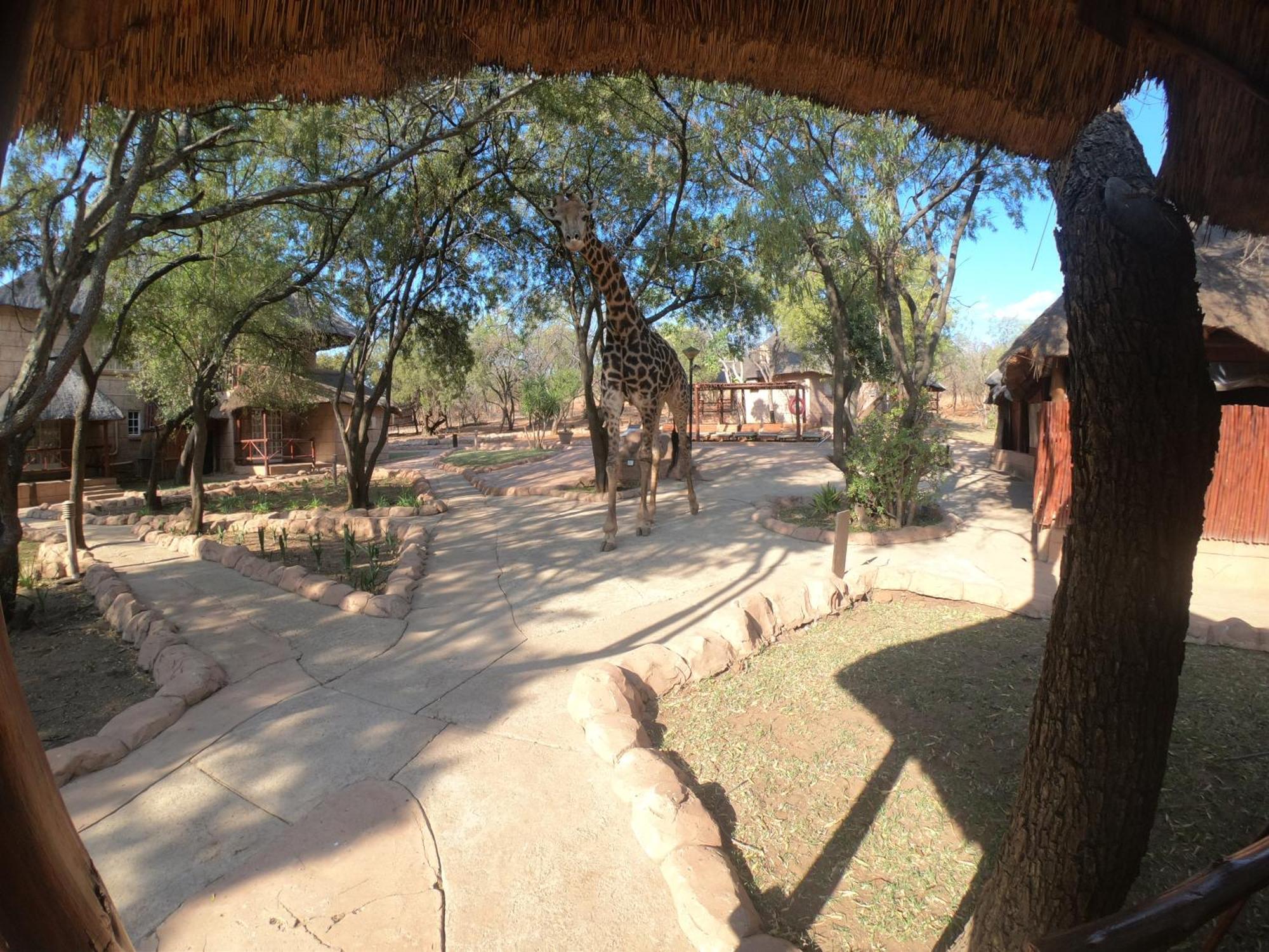 Zebra Nature Reserve Villa Cullinan Phòng bức ảnh